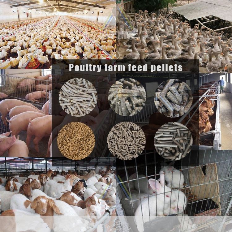 animal feed pellet line